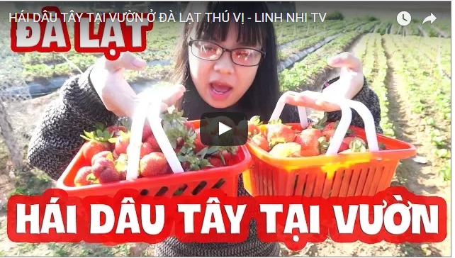 Tự tay hái dâu tây tại vườn ở Đà Lạt 2017